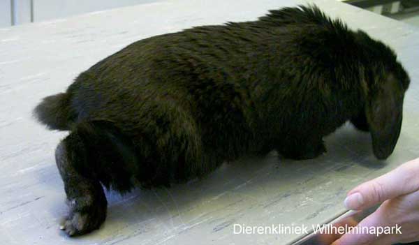 Een konijn dat sleept met de achterpoot tgv E. cuniculi